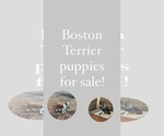 Small Photo #1 Boston Terrier Puppy For Sale in ATLANTA, GA, USA