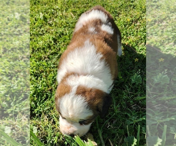 Medium Photo #17 Saint Bernard Puppy For Sale in TURLOCK, CA, USA