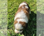 Small Photo #17 Saint Bernard Puppy For Sale in TURLOCK, CA, USA