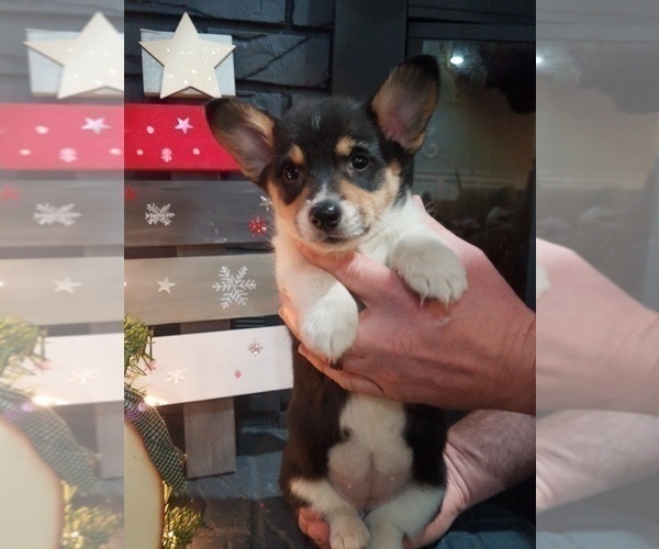 Medium Photo #1 Pembroke Welsh Corgi Puppy For Sale in ROLLA, MO, USA