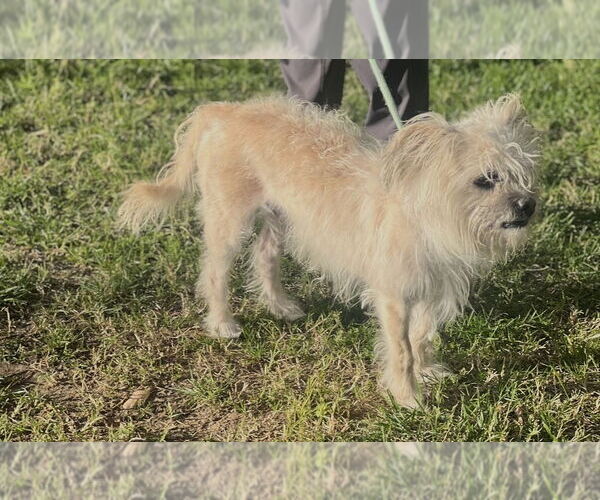 Medium Photo #6 Lhasa Apso Puppy For Sale in Dana Point, CA, USA