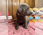 Small #3 Labrador Retriever