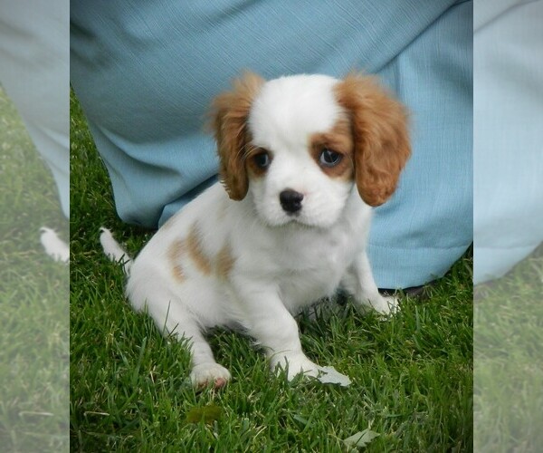 Medium Photo #2 Cavalier King Charles Spaniel Puppy For Sale in CLARE, MI, USA