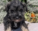 Small #12 Schnauzer (Miniature)