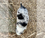 Small #6 Australian Shepherd
