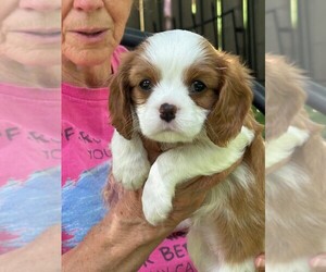 Cavalier King Charles Spaniel Puppy for sale in SAN LEANNA, TX, USA