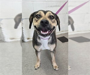 Beagle-Unknown Mix Dogs for adoption in San Bernardino, CA, USA