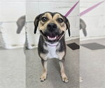 Small Beagle Mix