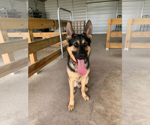 Medium Photo #1 German Shepherd Dog Puppy For Sale in LOGANVILLE, GA, USA