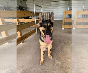 German Shepherd Dog Dogs for adoption in LOGANVILLE, GA, USA