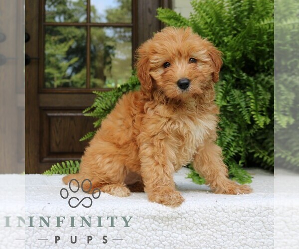 Medium Photo #1 Goldendoodle (Miniature) Puppy For Sale in NARVON, PA, USA
