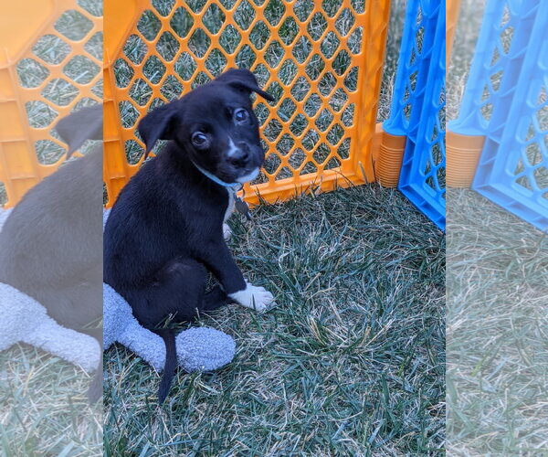 Medium Photo #9 American Staffordshire Terrier-Great Pyrenees Mix Puppy For Sale in Holly Springs, NC, USA
