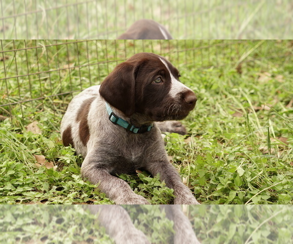 Medium Photo #5 German Shorthaired Pointer-German Wirehaired Pointer Mix Puppy For Sale in FREDERICKSBURG, TX, USA
