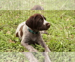 Small Photo #5 German Shorthaired Pointer-German Wirehaired Pointer Mix Puppy For Sale in FREDERICKSBURG, TX, USA