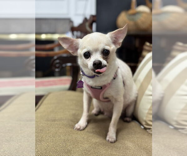 Medium Photo #2 Chihuahua-Unknown Mix Puppy For Sale in Mundelein, IL, USA