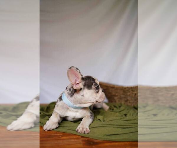Medium Photo #5 French Bulldog Puppy For Sale in SUWANEE, GA, USA