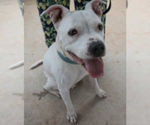 Boxer-Unknown Mix Dogs for adoption in Decatur, GA, USA