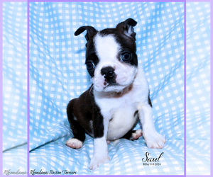 Boston Terrier Puppy for sale in MOSELLE, MS, USA