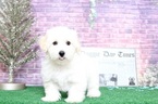 Small Photo #5 Maltipoo Puppy For Sale in BEL AIR, MD, USA
