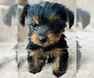 Yorkshire Terrier Puppy for Sale in CAMPOBELLO, South Carolina USA