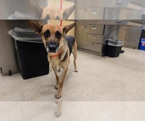 German Shepherd Dog-Unknown Mix Dogs for adoption in Riverside, CA, USA
