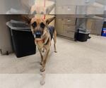 Small German Shepherd Dog Mix