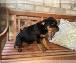 Small Photo #4 Rottweiler Puppy For Sale in FORT WORTH, TX, USA