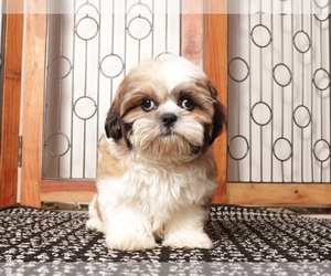Shih Tzu Puppy for sale in NAPLES, FL, USA