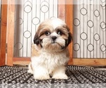 Small Shih Tzu