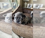 Small Photo #407 French Bulldog Puppy For Sale in CERES, CA, USA