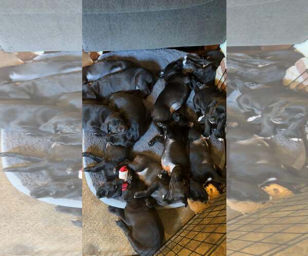 Medium Photo #7 Labrador Retriever-Unknown Mix Puppy For Sale in SHERBURNE, NY, USA