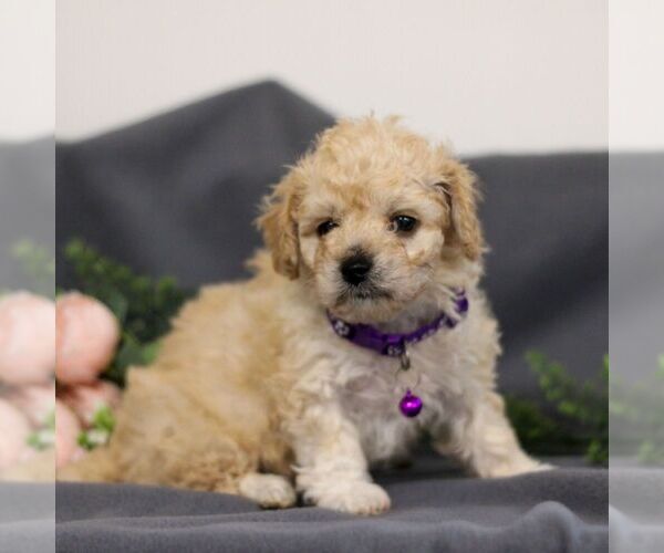 Medium Photo #3 Cavapoo Puppy For Sale in ANNVILLE, PA, USA