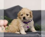 Small Photo #3 Cavapoo Puppy For Sale in ANNVILLE, PA, USA