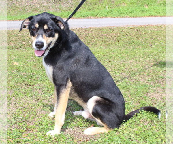 Medium Photo #8 Labrador Retriever-Unknown Mix Puppy For Sale in Prattville, AL, USA