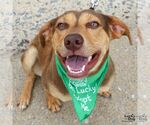 Small #9 Retriever  Mix