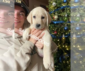 Labrador Retriever Puppy for sale in PINON HILLS, CA, USA