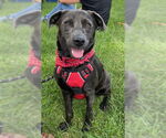 Small Labrador Retriever Mix