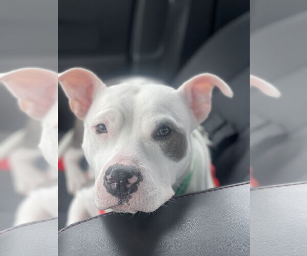 Medium Photo #5 American Pit Bull Terrier Puppy For Sale in Alexandria, VA, USA