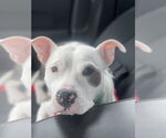 Small #4 American Pit Bull Terrier