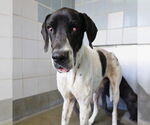 Small #1 Great Dane