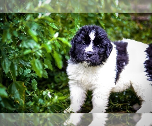 Medium Photo #2 Newfoundland Puppy For Sale in MADISON, WI, USA