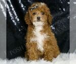 Small #2 Poodle (Toy)