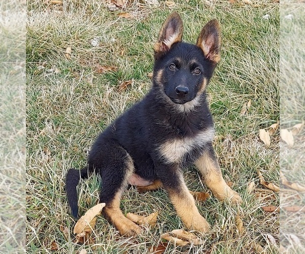 Medium Photo #4 German Shepherd Dog Puppy For Sale in EOLIA, MO, USA