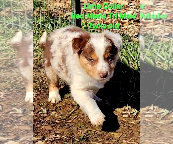 Medium Photo #44 Border Collie Puppy For Sale in BYBEE, TN, USA