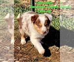 Small Photo #44 Border Collie Puppy For Sale in BYBEE, TN, USA