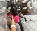 Small #1 American Staffordshire Terrier-Boxer Mix