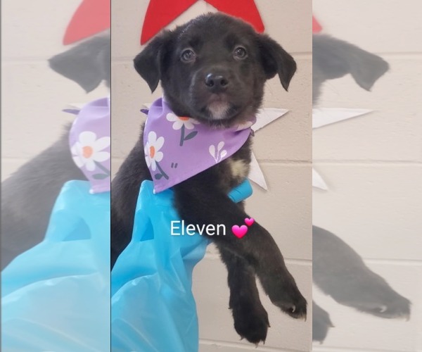 Medium Photo #2 Mutt Puppy For Sale in SHERBURNE, NY, USA