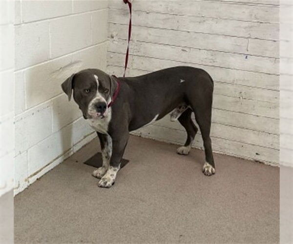 Medium Photo #1 American Pit Bull Terrier Puppy For Sale in San Bernardino, CA, USA