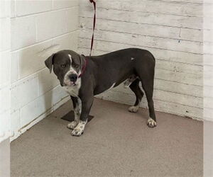 American Pit Bull Terrier Dogs for adoption in San Bernardino, CA, USA
