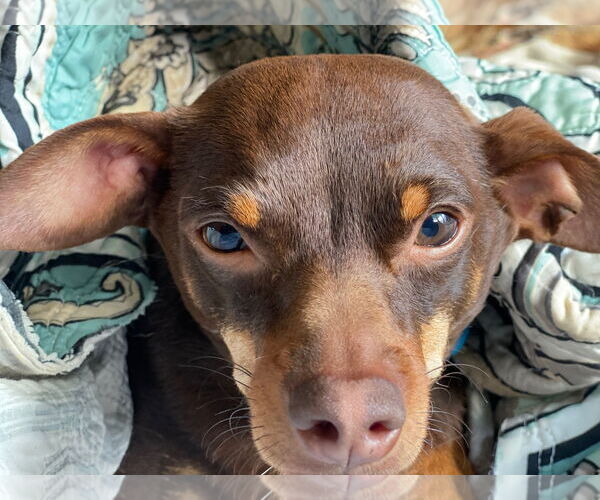 Medium Photo #4 Chiweenie Puppy For Sale in Newport Beach, CA, USA